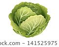 Green Cabbage Head Vegetable Clipart Illustration 141525975