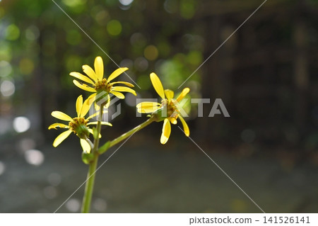 黃花 黃花 141526141