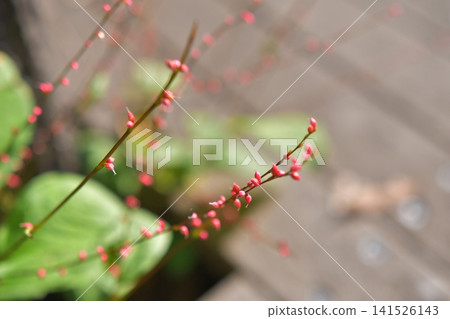 紅色水引花 紅色水引花 141526143