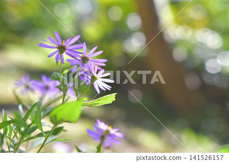淡紫色宮古河瀨花 淡紫色宮古河瀨花 141526157