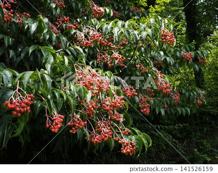 The red-colored fruits of the Japanese spindle tree in summer The red-colored fruits of the Japanese spindle tree in summer 141526159