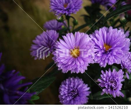 A collection of pale purple flowers with a retro feel. A collection of pale purple flowers with a retro feel. 141526210
