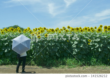 一個女人在向日葵田裡行走 一個女人在向日葵田裡行走 141526212