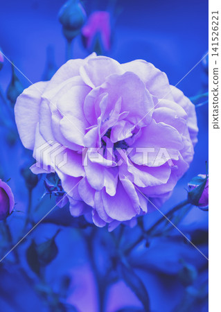 Rosebush in the garden. Blue vintage flower nature background Rosebush in the garden. Blue vintage flower nature background 141526221