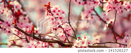 Branches of the flowering cherry tree. Natural spring background Branches of the flowering cherry tree. Natural spring background 141526227