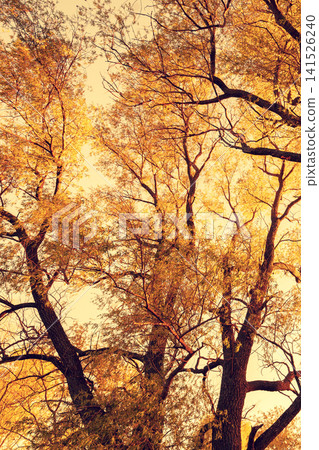 Bottom view of tall trees with yellow leaves against the sky at sunset Bottom view of tall trees with yellow leaves against the sky at sunset 141526240