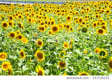 Sunflower, sunflower, sunflower Sunflower, sunflower, sunflower 141526255