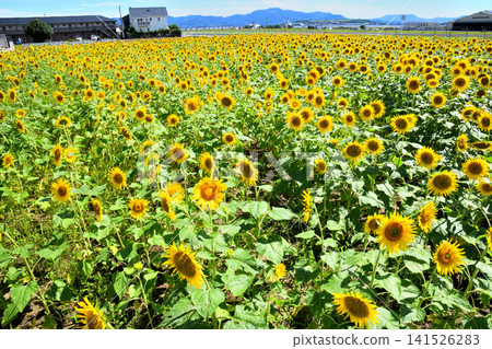 Sunflower, sunflower, sunflower Sunflower, sunflower, sunflower 141526283