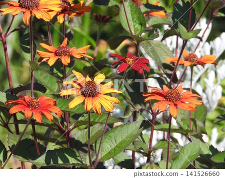 Heliopsis 'Bleeding Hearts' is a flowering plant belonging to the genus Heliopsis in the Asteraceae family. Heliopsis 'Bleeding Hearts' is a flowering plant belonging to the genus Heliopsis in the Asteraceae family. 141526660