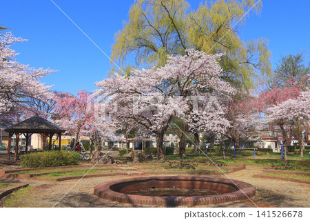 櫻花在居民區熟悉的公園裡盛開的景象(仙台市宮城野區清水沼公園) 櫻花在居民區熟悉的公園裡盛開的景象(仙台市宮城野區清水沼公園) 141526678