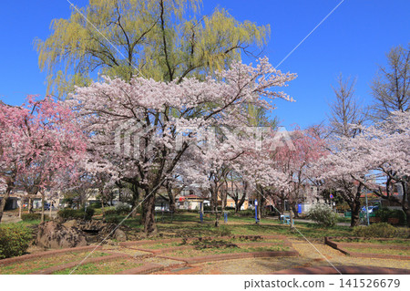 櫻花在居民區熟悉的公園裡盛開的景象(仙台市宮城野區清水沼公園) 櫻花在居民區熟悉的公園裡盛開的景象(仙台市宮城野區清水沼公園) 141526679
