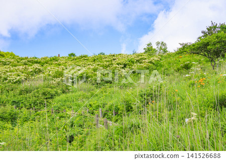 Kirigamine Hachiagahara Marsh Kirigamine Hachiagahara Marsh 141526688