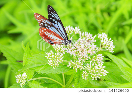 Kirigamine Hachiagahara Marsh 141526690