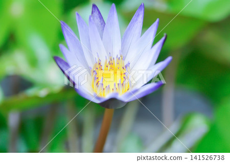 blue water lily, Nymphaea or Nymphaea nouchali var caerulea or blue star lotus or purple lotus blue water lily, Nymphaea or Nymphaea nouchali var caerulea or blue star lotus or purple lotus 141526738