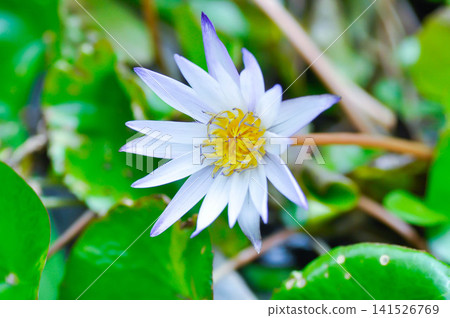 blue water lily, Nymphaea or Nymphaea nouchali var caerulea or blue star lotus or purple lotus 141526769