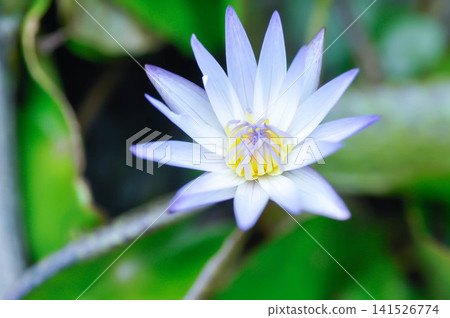 blue water lily, Nymphaea or Nymphaea nouchali var caerulea or blue star lotus or purple lotus blue water lily, Nymphaea or Nymphaea nouchali var caerulea or blue star lotus or purple lotus 141526774