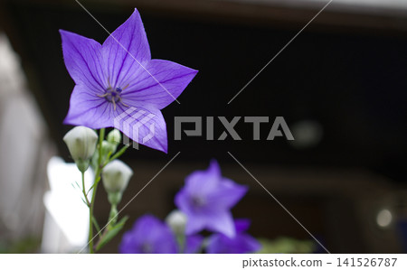 Blooming bellflowers and copy space Blooming bellflowers and copy space 141526787