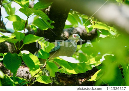 A turtle dove resting in the shade during the intense heat (Shinobazu Pond) A turtle dove resting in the shade during the intense heat (Shinobazu Pond) 141526817