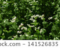 Blooming Buckwheat Field with Delicate White Flowers in Summer Sunlight.  Agriculture, healthy harvests, organic farming, pollination, biodiversity, and seasonal rural landscapes. 141526835