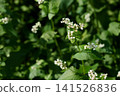 Blooming Buckwheat Field with Delicate White Flowers in Summer Sunlight. Fagopyrum esculentum. 141526836