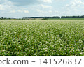 Blooming Buckwheat Field Under a Summer Sky. Agricultural Landscape with White Flowers. 141526837