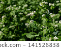 Blooming Buckwheat Field with Delicate White Flowers in Summer Sunlight. 141526838