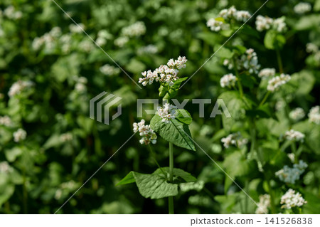 Blooming Buckwheat Field with Delicate White Flowers in Summer Sunlight. Blooming Buckwheat Field with Delicate White Flowers in Summer Sunlight. 141526838