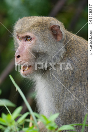 恒河猴 恒河猴 141526857
