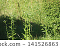 Shepherd's purse flowers blooming in the spring field 141526863