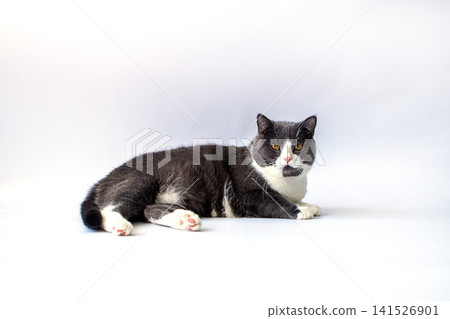 Tuxedo cat lying on white background looking relaxed with amber eyes and pink paws Tuxedo cat lying on white background looking relaxed with amber eyes and pink paws 141526901