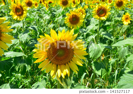Summer sunflower field Summer sunflower field 141527117
