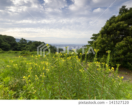 夏日山巒間,月見草競相綻放。 夏日山巒間,月見草競相綻放。 141527120
