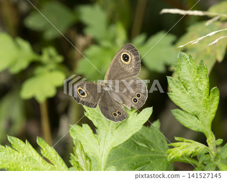 A small brown butterfly resting on the grass A small brown butterfly resting on the grass 141527145