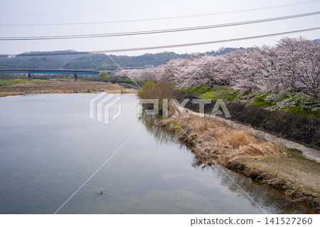 井原堤岸(井原市)的櫻花景色 井原堤岸(井原市)的櫻花景色 141527260
