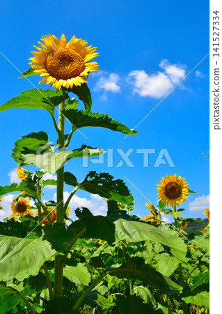 夏季向日葵田 夏季向日葵田 141527334