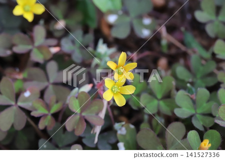 The flowers of the red wood sorrel, with their yellow centers and reddish leaves, bloom by the roadside in spring. The flowers of the red wood sorrel, with their yellow centers and reddish leaves, bloom by the roadside in spring. 141527336