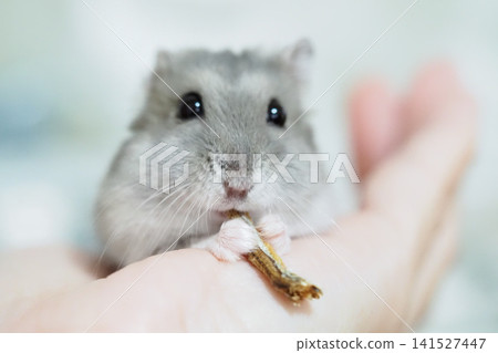 可愛的侏儒倉鼠的食物 可愛的侏儒倉鼠的食物 141527447