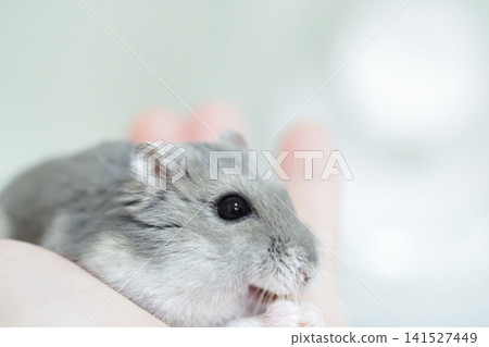 The adorable Djungarian hamster's meal The adorable Djungarian hamster's meal 141527449