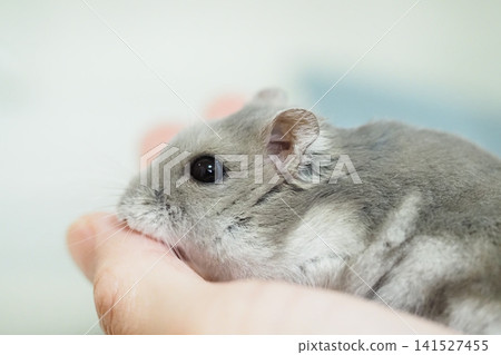 The adorable Djungarian hamster's meal The adorable Djungarian hamster's meal 141527455