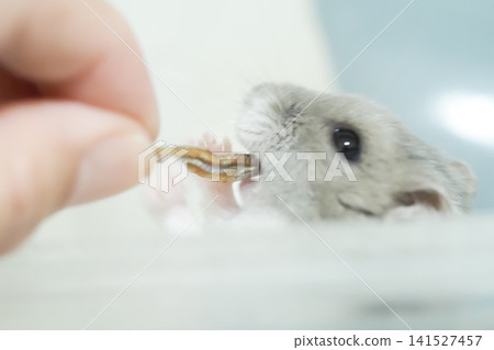 可愛的侏儒倉鼠的食物 可愛的侏儒倉鼠的食物 141527457