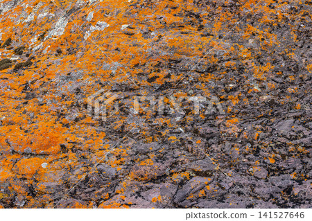 Rugged rock with orange and grey lichen in nature Rugged rock with orange and grey lichen in nature 141527646