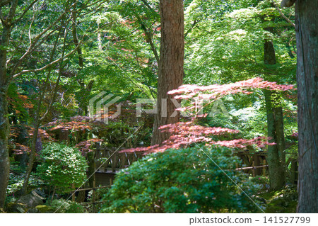 The contrast between the lush green forest and the red leaves The contrast between the lush green forest and the red leaves 141527799