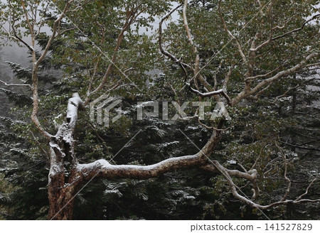 Hachimantai of autumn leaves Hachimantai of autumn leaves 141527829