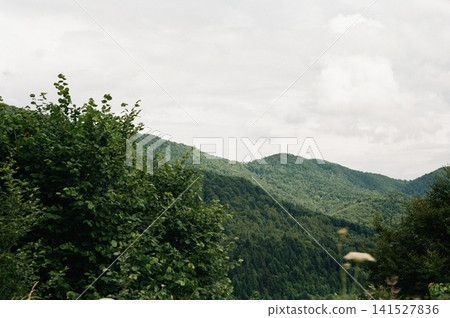 Green forested hills beneath overcast sky, with leafy shrubs in foreground and broad panoramic landscape showing layered woodland slopes, muted daylight, rich vegetation, and serene natural scenery Green forested hills beneath overcast sky, with leafy shrubs in foreground and broad panoramic landscape showing layered woodland slopes, muted daylight, rich vegetation, and serene natural scenery 141527836