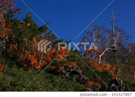 Autumn foliage in the mountains and a sea of clouds as seen from the Aspite Line 141527867