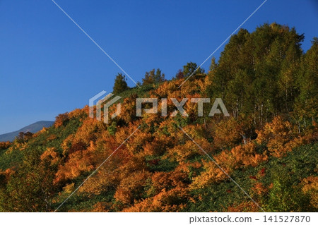 Autumn foliage in the mountains and a sea of clouds as seen from the Aspite Line Autumn foliage in the mountains and a sea of clouds as seen from the Aspite Line 141527870