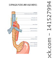 Esophageal Plexus and Vagus Nerves Anatomy Trachea, Main Bronchi and Stomach Vector Illustration 141527994