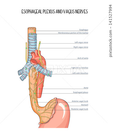 Esophageal Plexus and Vagus Nerves Anatomy Trachea, Main Bronchi and Stomach Vector Illustration Esophageal Plexus and Vagus Nerves Anatomy Trachea, Main Bronchi and Stomach Vector Illustration 141527994