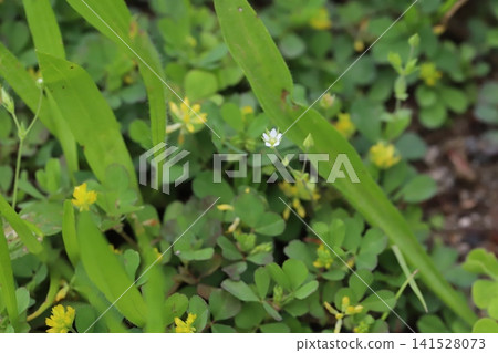春天,在一片空地上,白花三葉草(Trifolium dubium)和黃花三葉草(Trifolium pratense)競相綻放。 春天,在一片空地上,白花三葉草(Trifolium dubium)和黃花三葉草(Trifolium pratense)競相綻放。 141528073