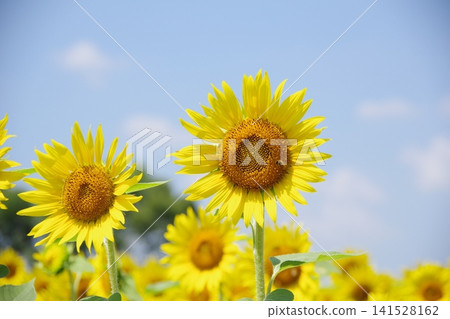 Sunflower in the blue sky Sunflower in the blue sky 141528162